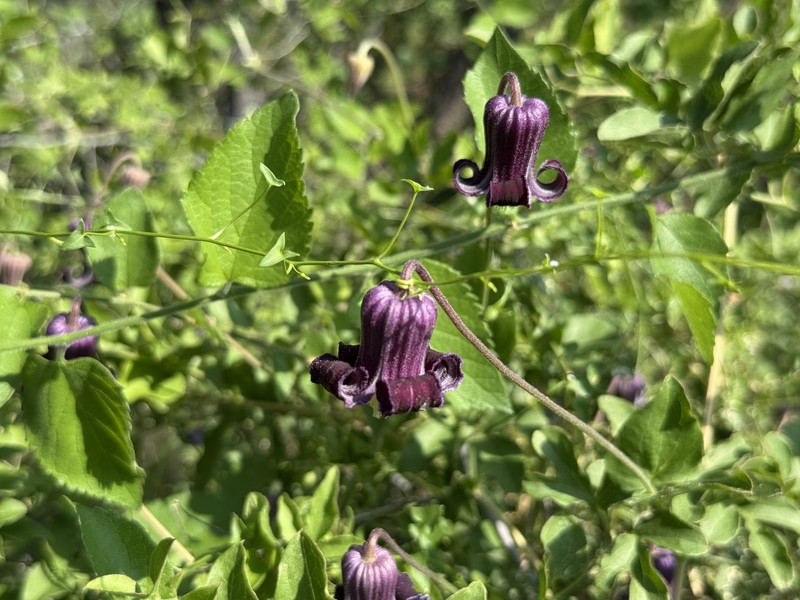 Clematis pitcheri var. dictyota photo 8