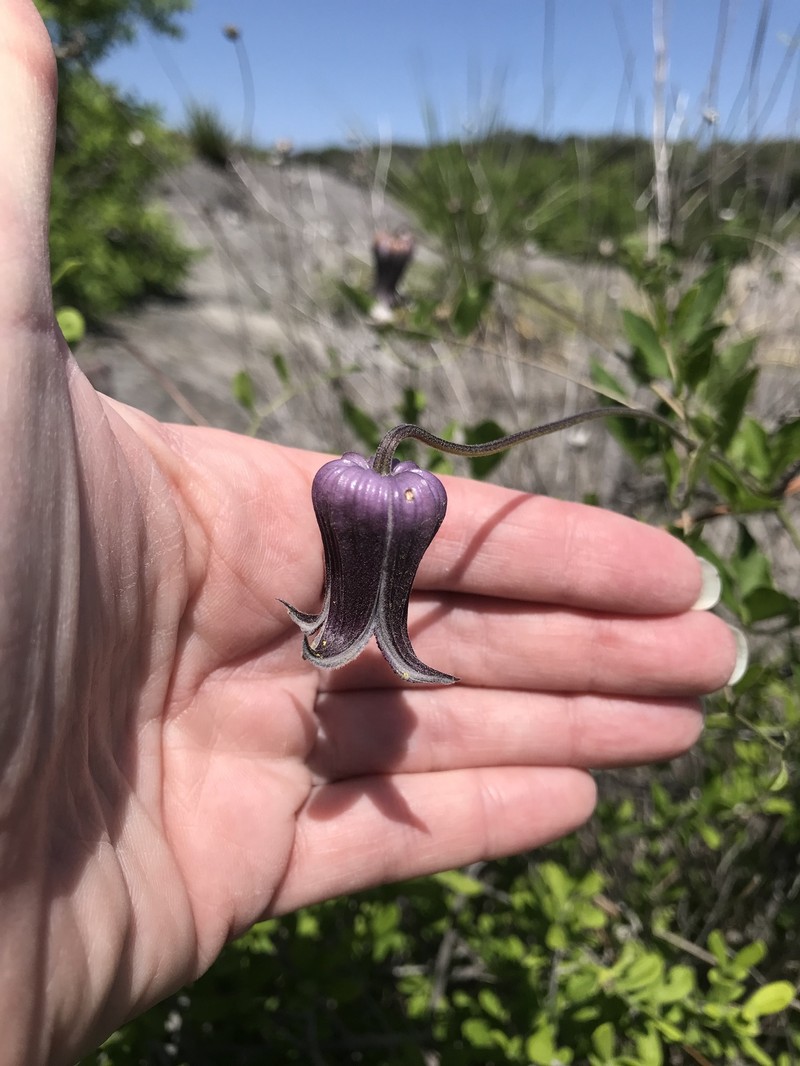 Clematis pitcheri var. pitcheri