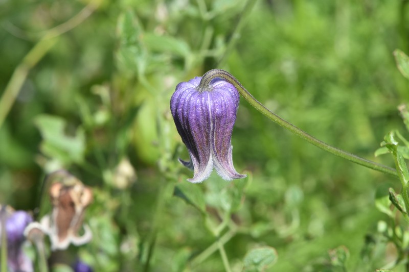 Clematis pitcheri var. pitcheri photo 2