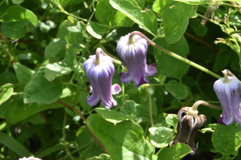 Clematis pitcheri var. pitcheri photo 3