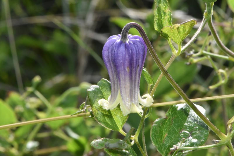 Clematis pitcheri var. pitcheri photo 4