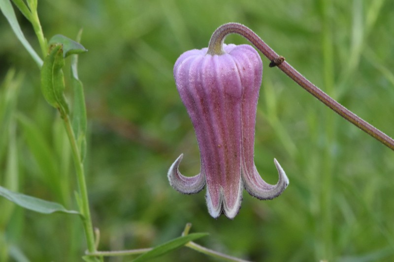 Clematis pitcheri var. pitcheri photo 6