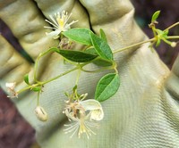 Clematis plukenetii