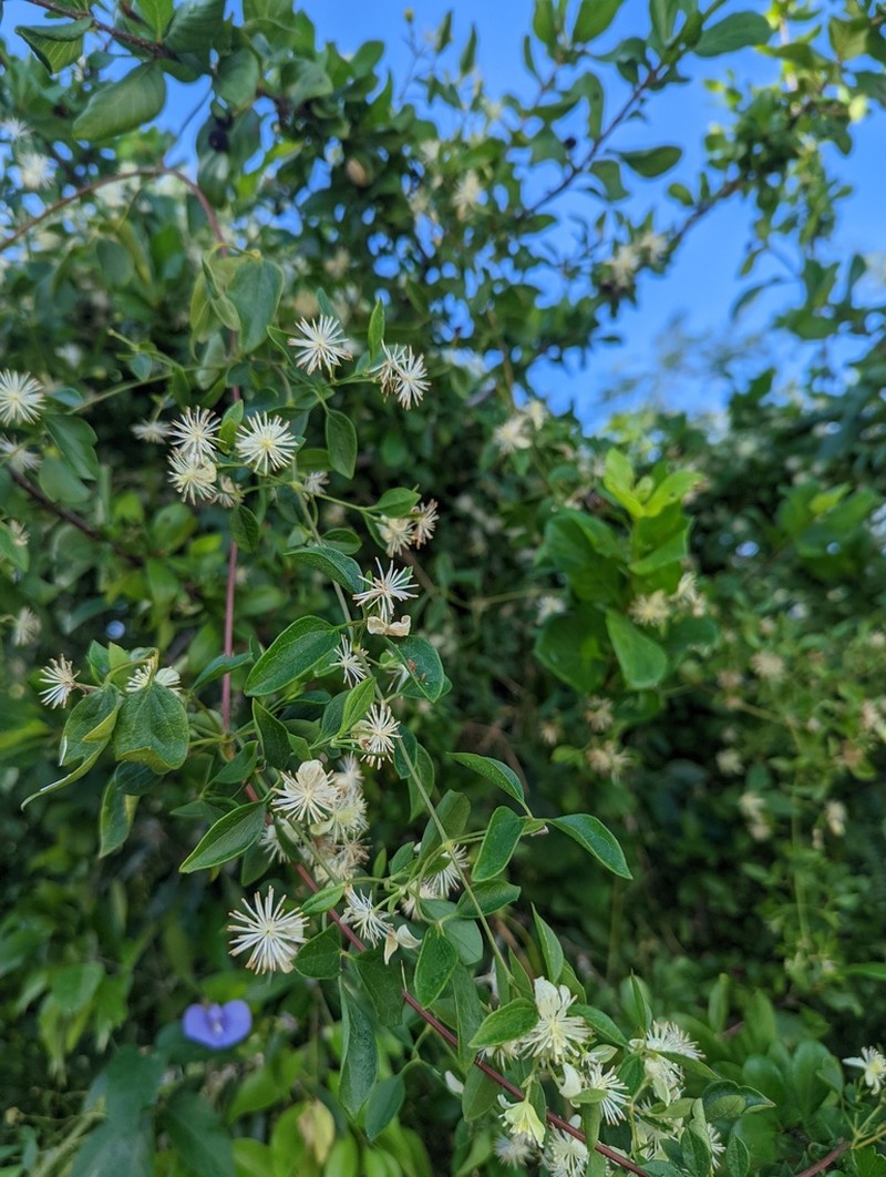 Clematis plukenetii photo 5