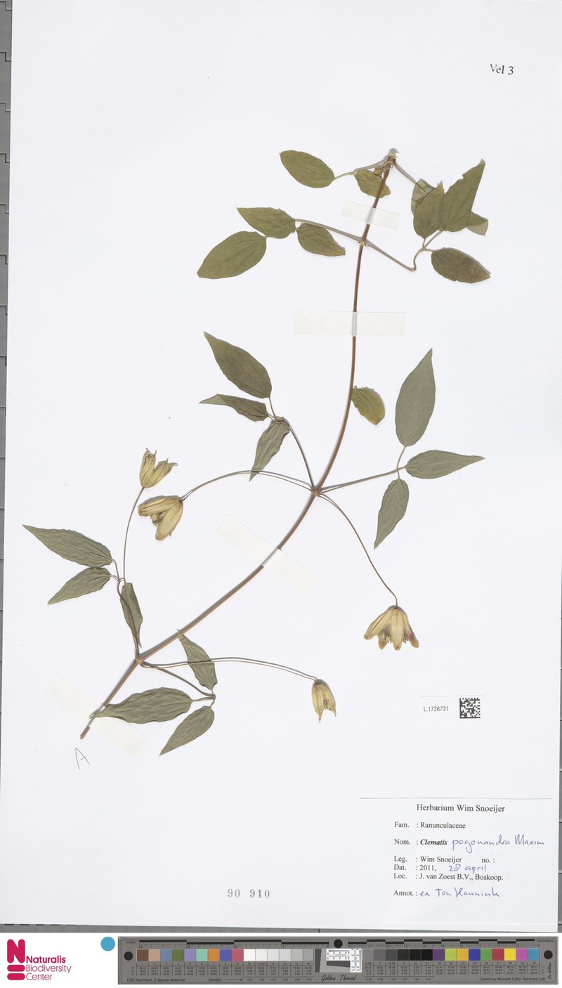 Clematis pogonandra