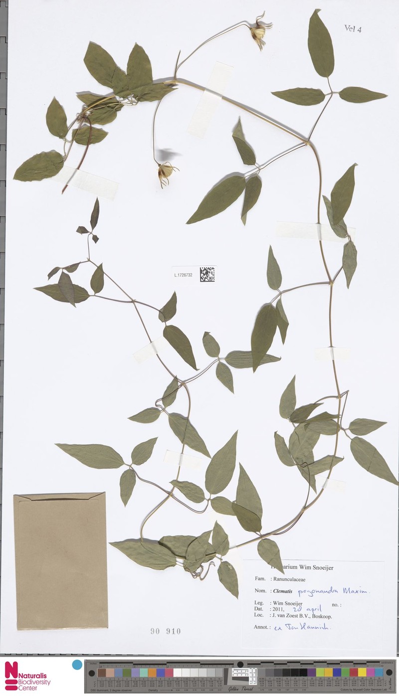 Clematis pogonandra photo 2