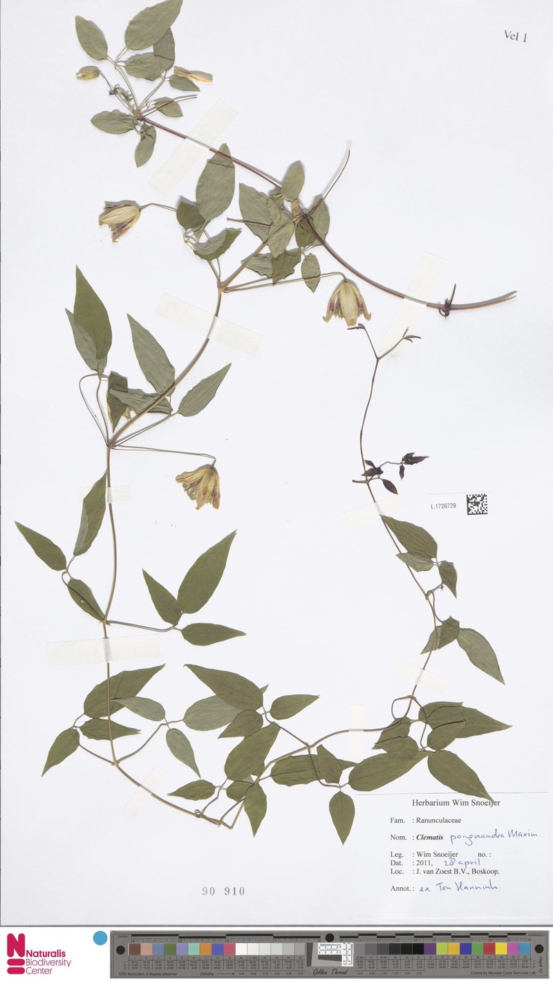 Clematis pogonandra photo 3
