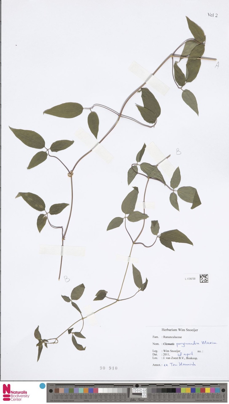 Clematis pogonandra photo 4