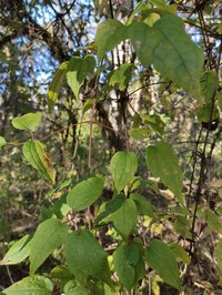 Clematis polygama