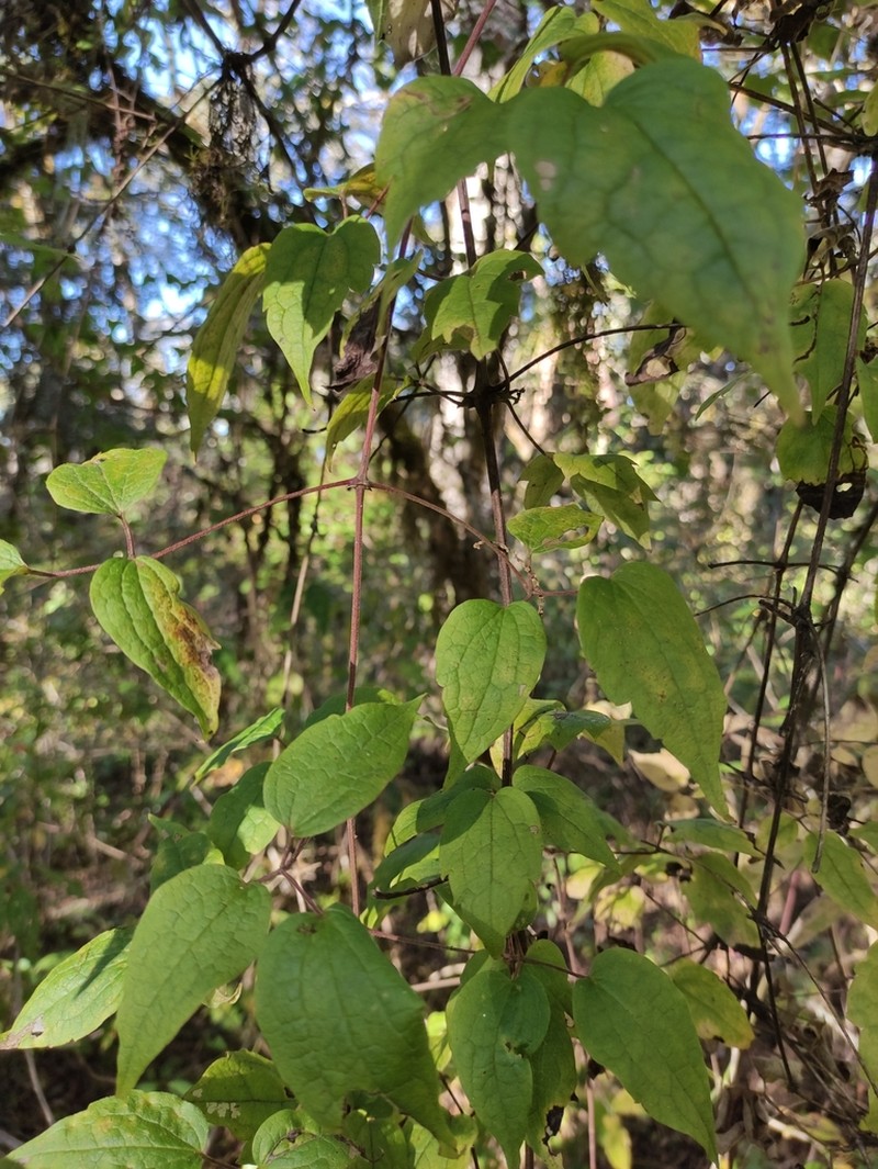 Clematis polygama