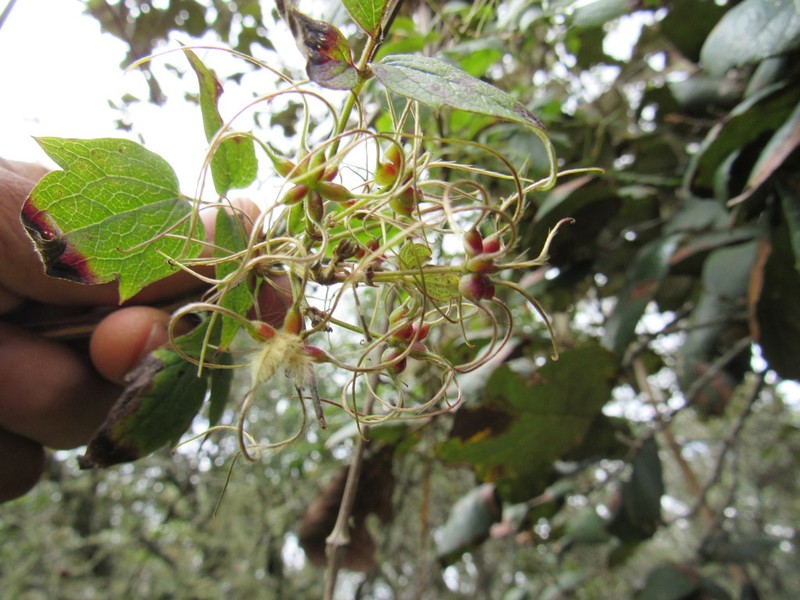 Clematis polygama photo 3