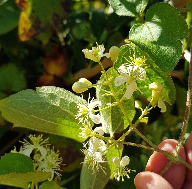 Clematis polygama photo 4
