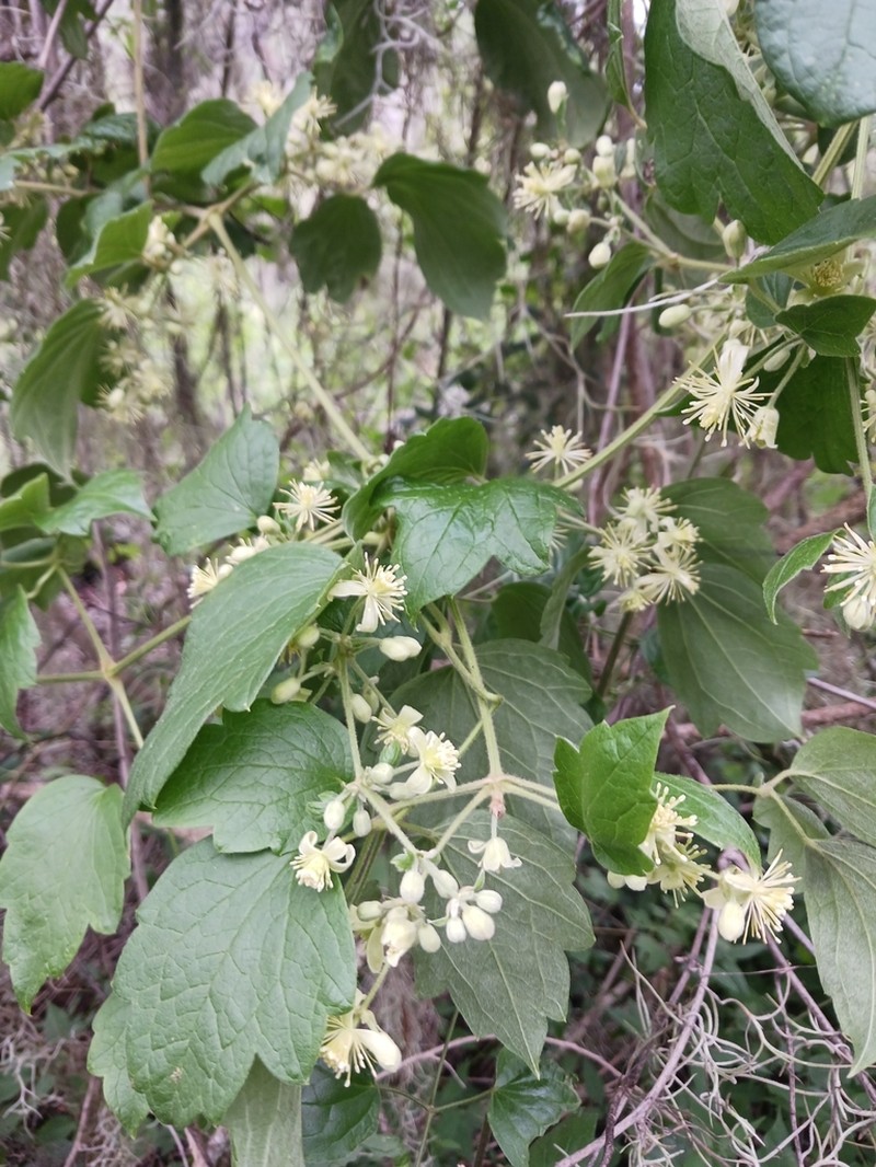 Clematis polygama photo 5