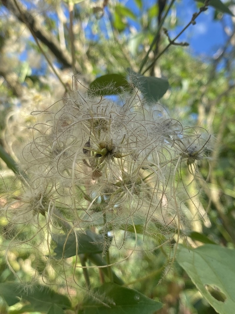 Clematis polygama photo 6