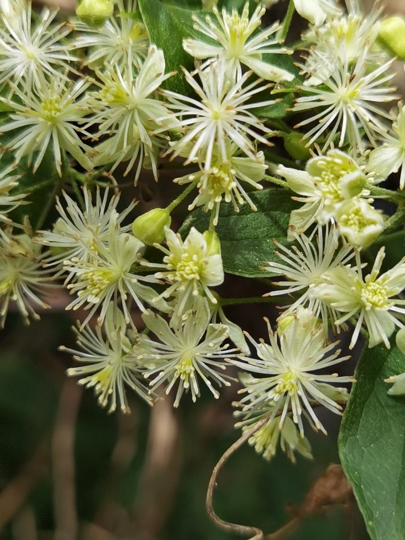Clematis polygama photo 7