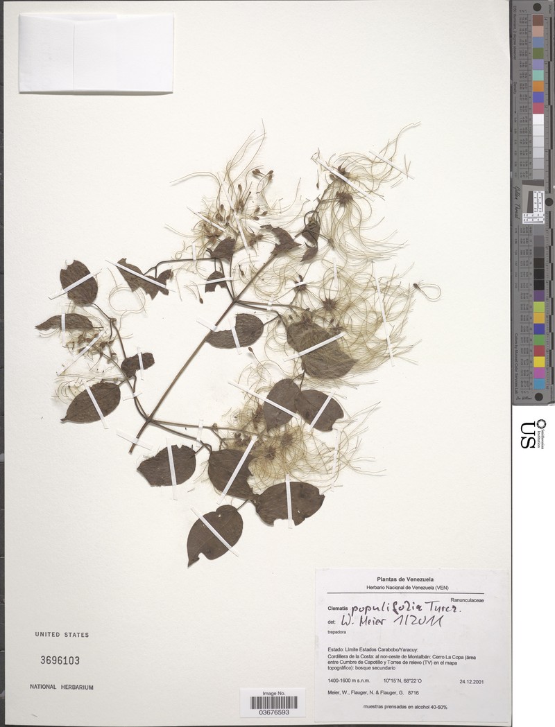 Clematis populifolia