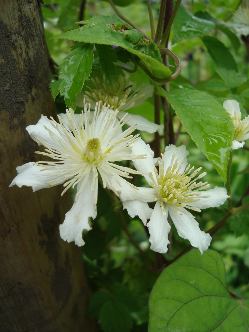 Clematis potaninii