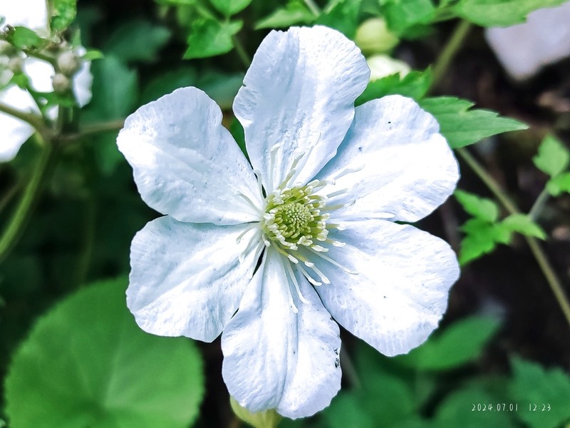 Clematis potaninii photo 2