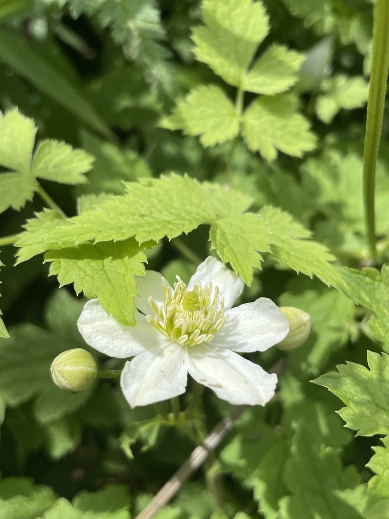 Clematis potaninii photo 3