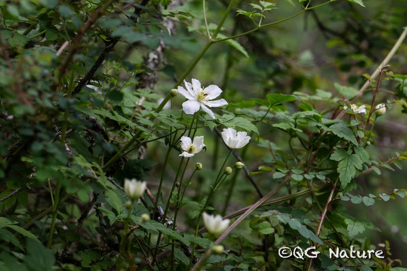 Clematis potaninii photo 4