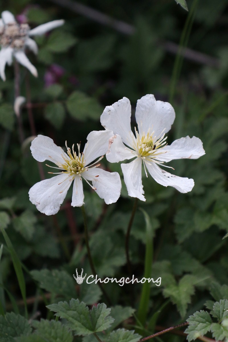 Clematis potaninii photo 5