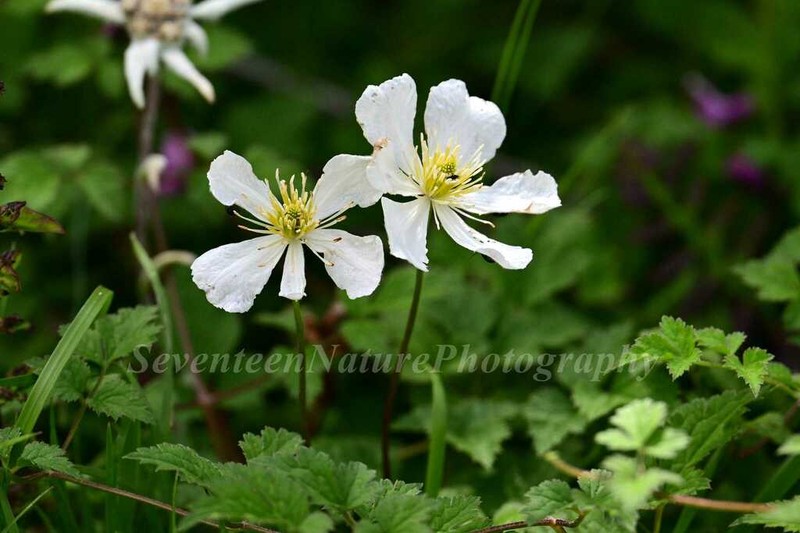 Clematis potaninii photo 6