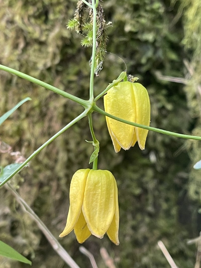 Clematis pseudootophora