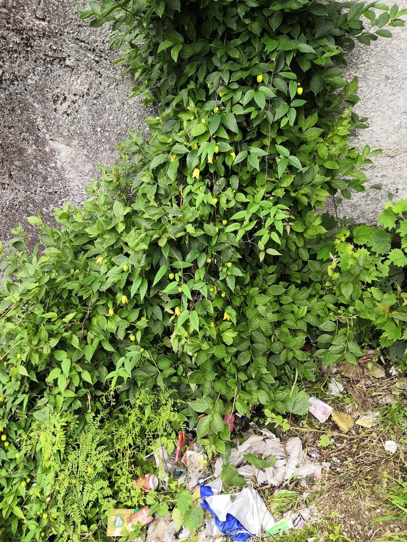 Clematis pseudootophora photo 2