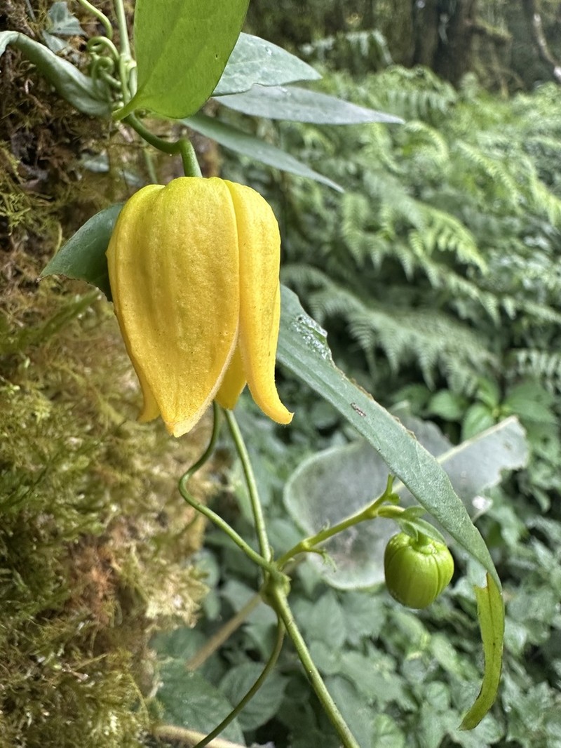 Clematis pseudootophora photo 3