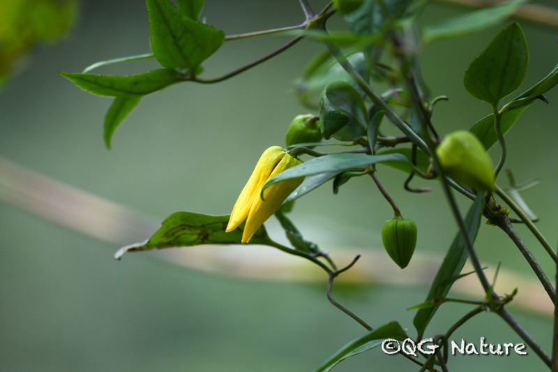 Clematis pseudootophora photo 5