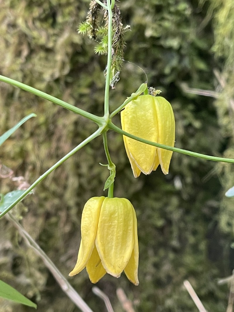 Clematis pseudootophora photo 7