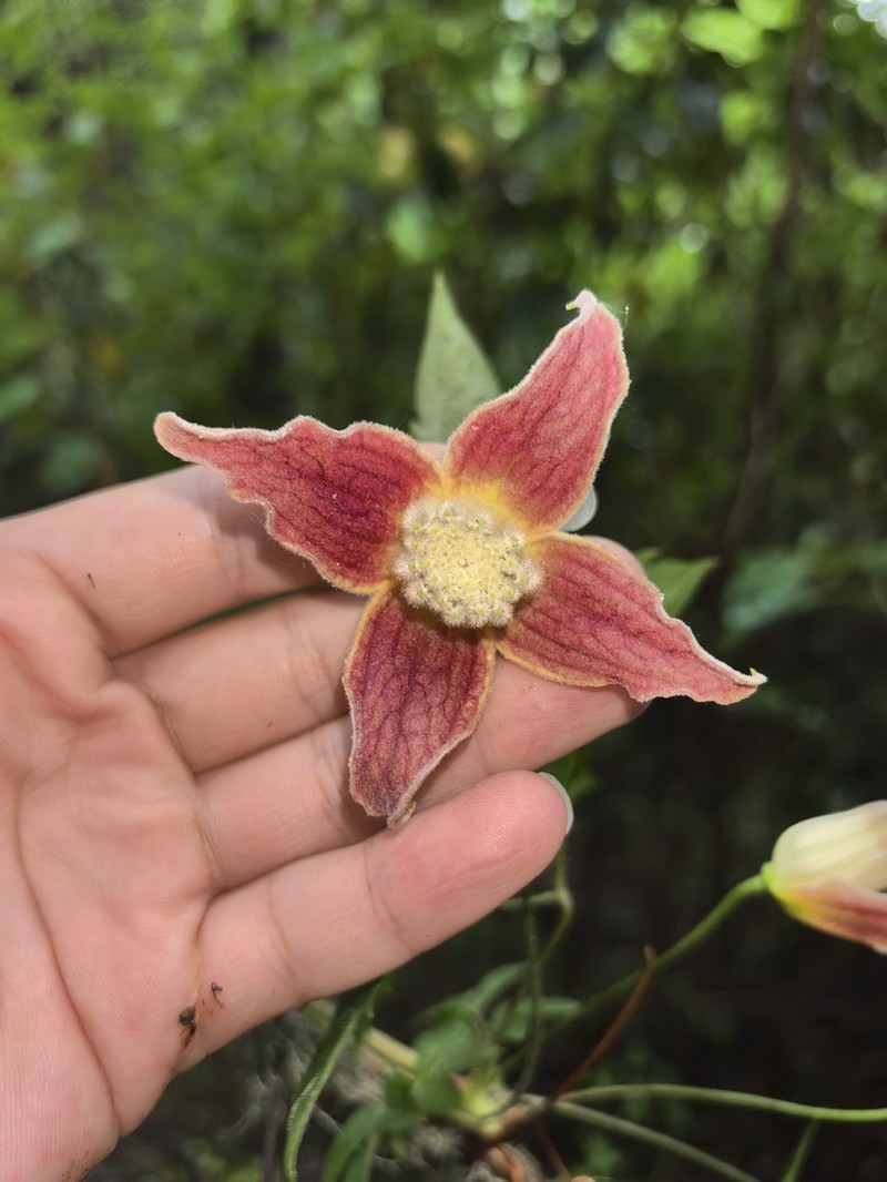 Clematis pseudopogonandra