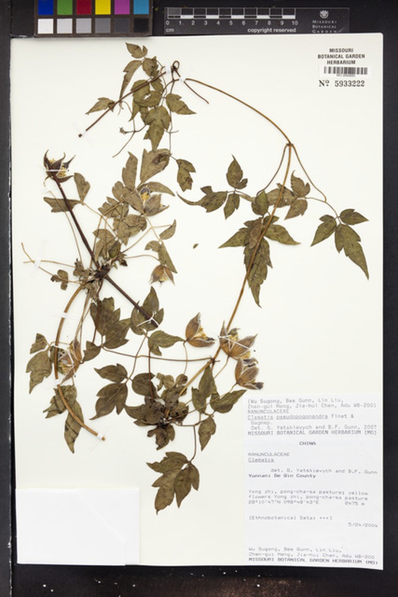 Clematis pseudopogonandra photo 2