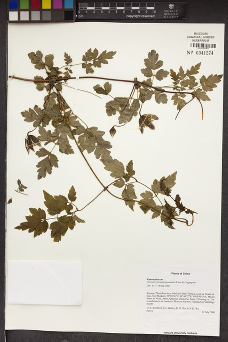 Clematis pseudopogonandra photo 3