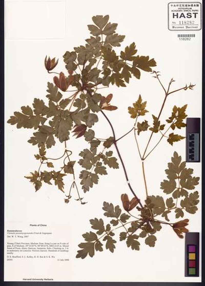 Clematis pseudopogonandra photo 4
