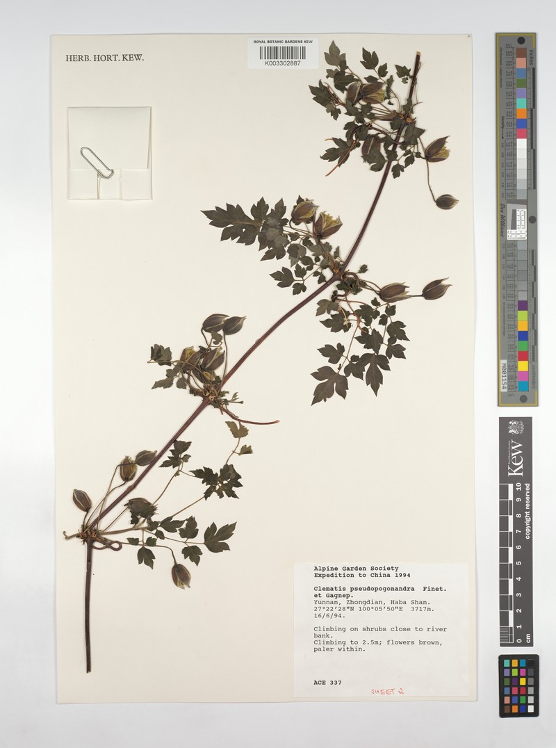 Clematis pseudopogonandra photo 5