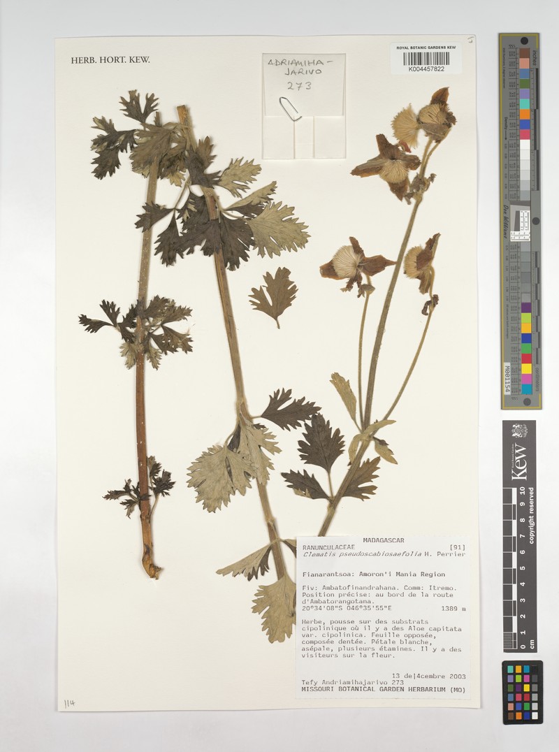 Clematis pseudoscabiosifolia