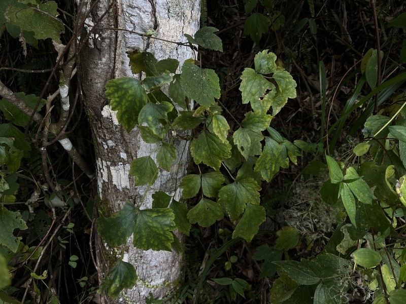 Clematis psilandra