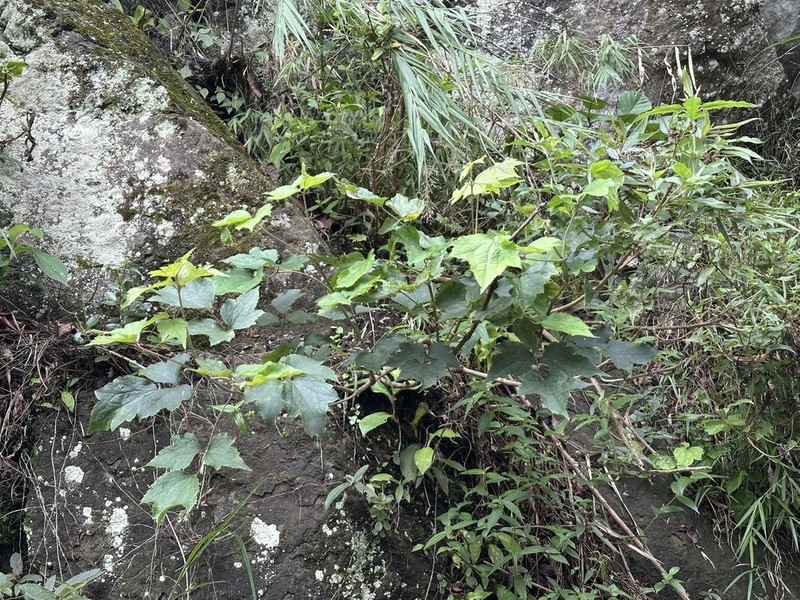 Clematis psilandra photo 3