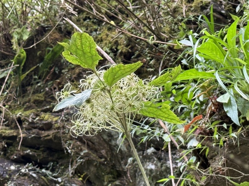 Clematis psilandra photo 4