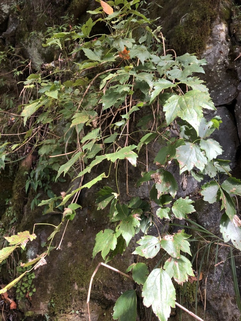 Clematis psilandra photo 5