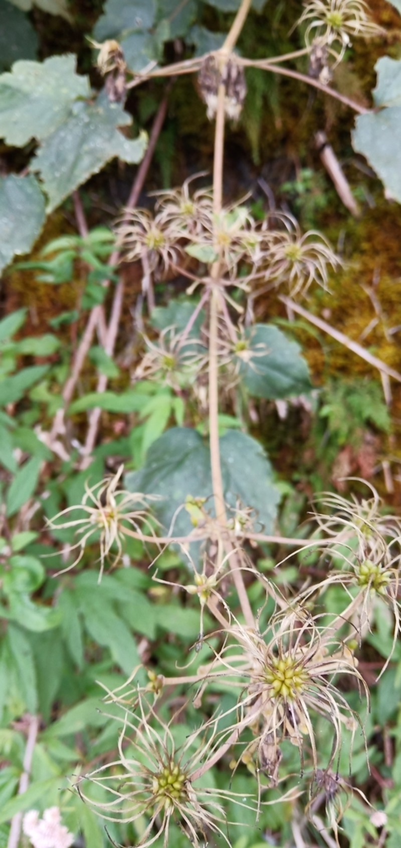 Clematis psilandra photo 6