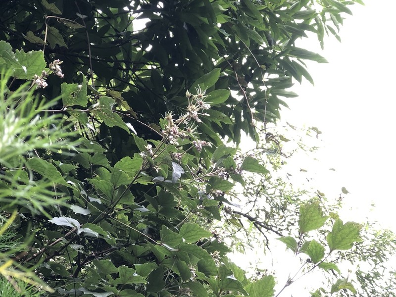 Clematis psilandra photo 7