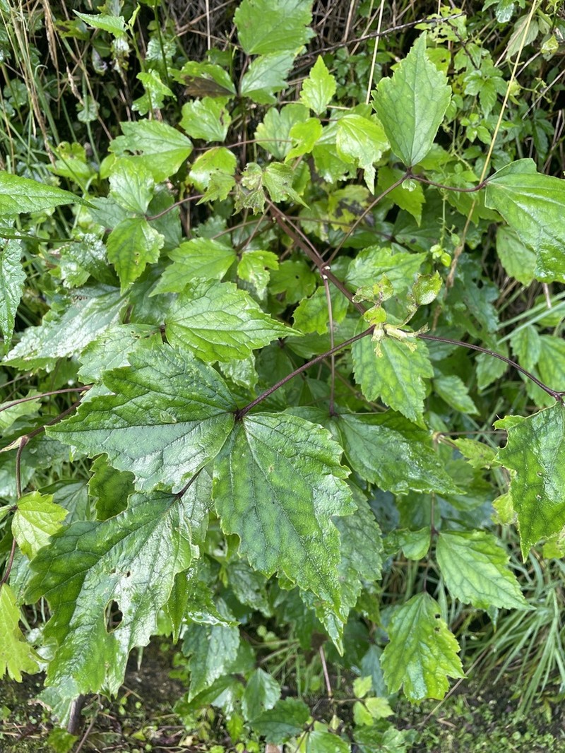 Clematis psilandra photo 8