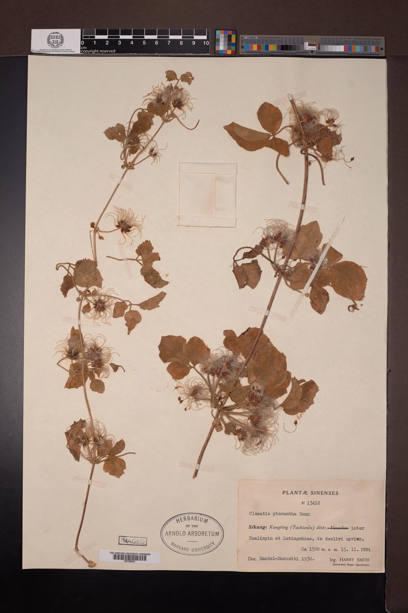Clematis pterantha