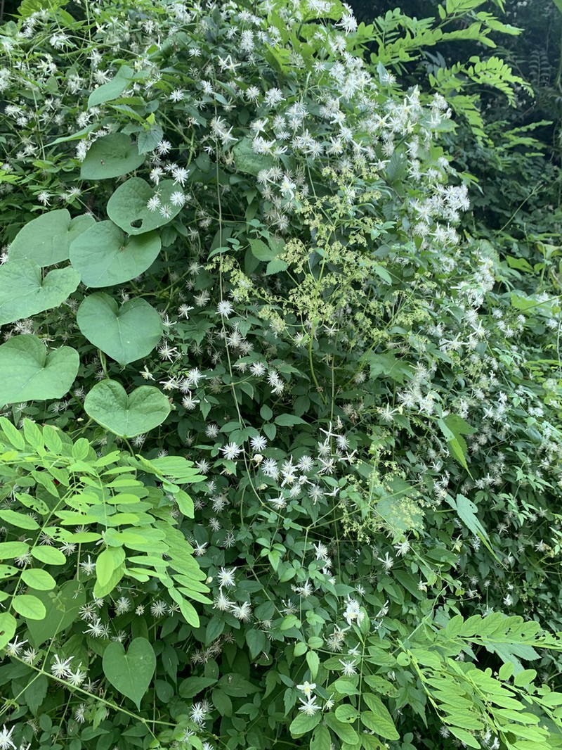 Clematis puberula