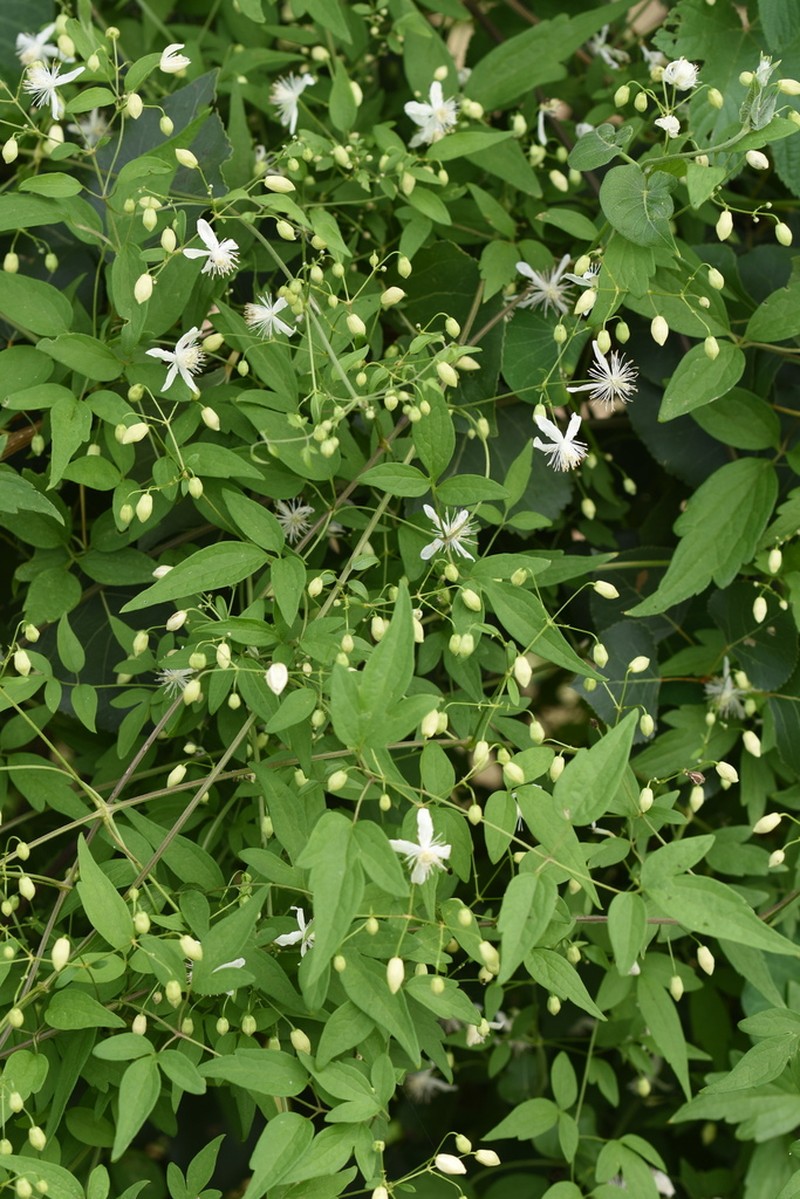 Clematis puberula photo 3