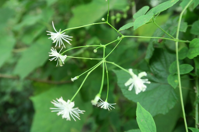Clematis puberula photo 4