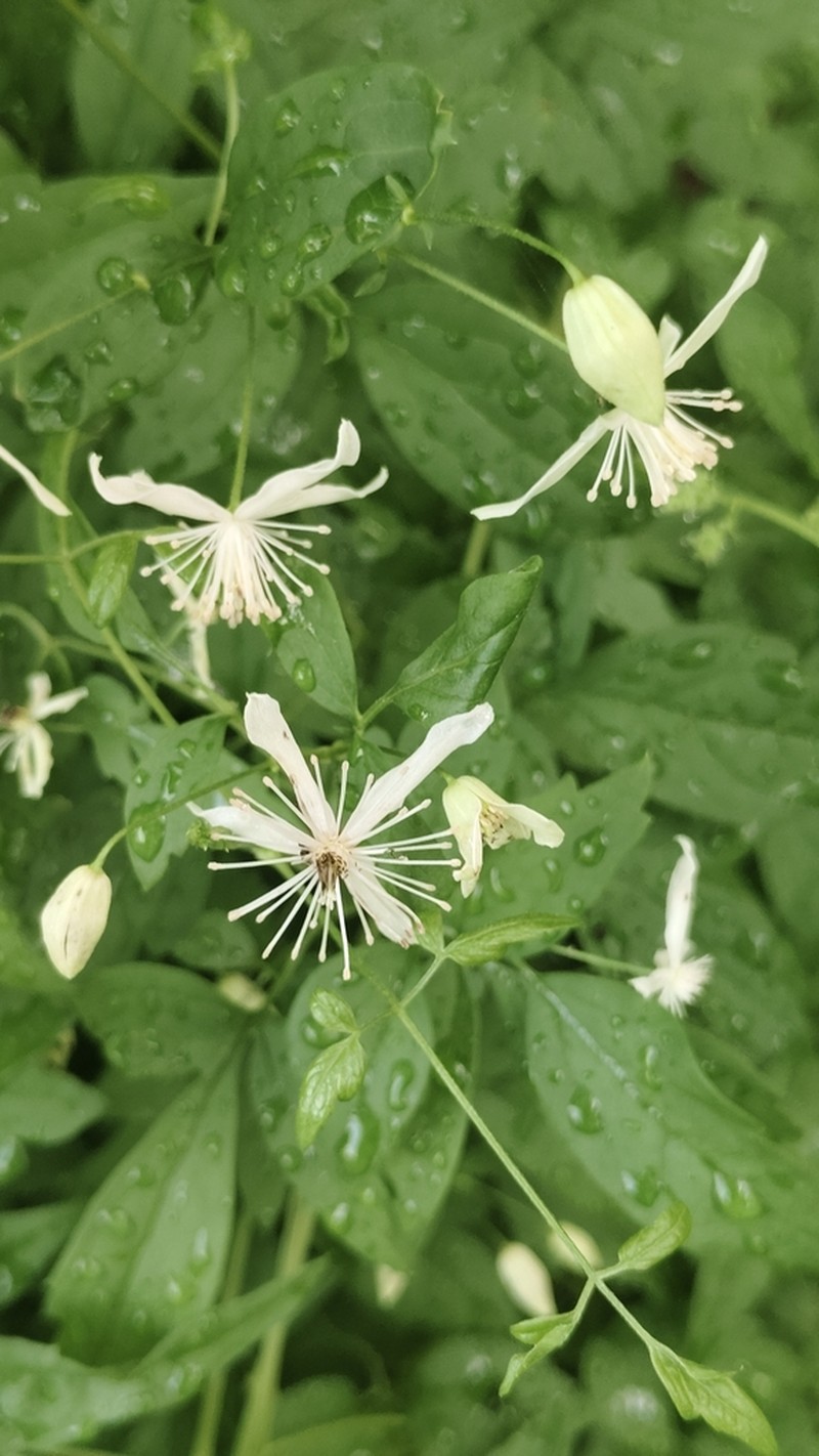 Clematis puberula photo 5