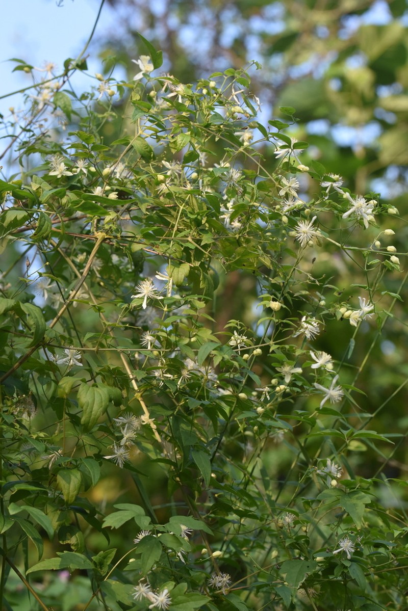 Clematis puberula photo 6
